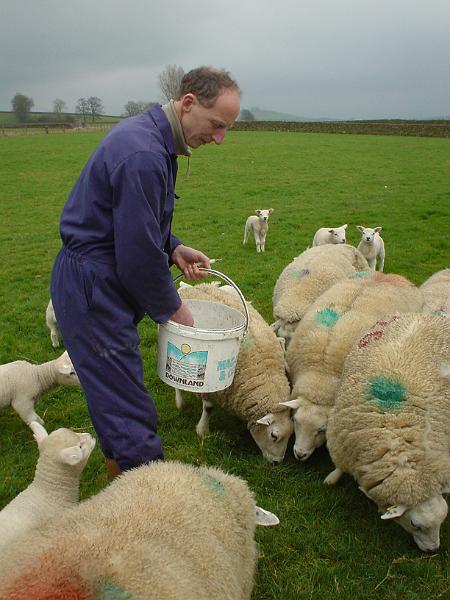 0503 020.jpg - "Feed Time" - by John Sellers Allan Harker feeds his Texel ewes and lambs